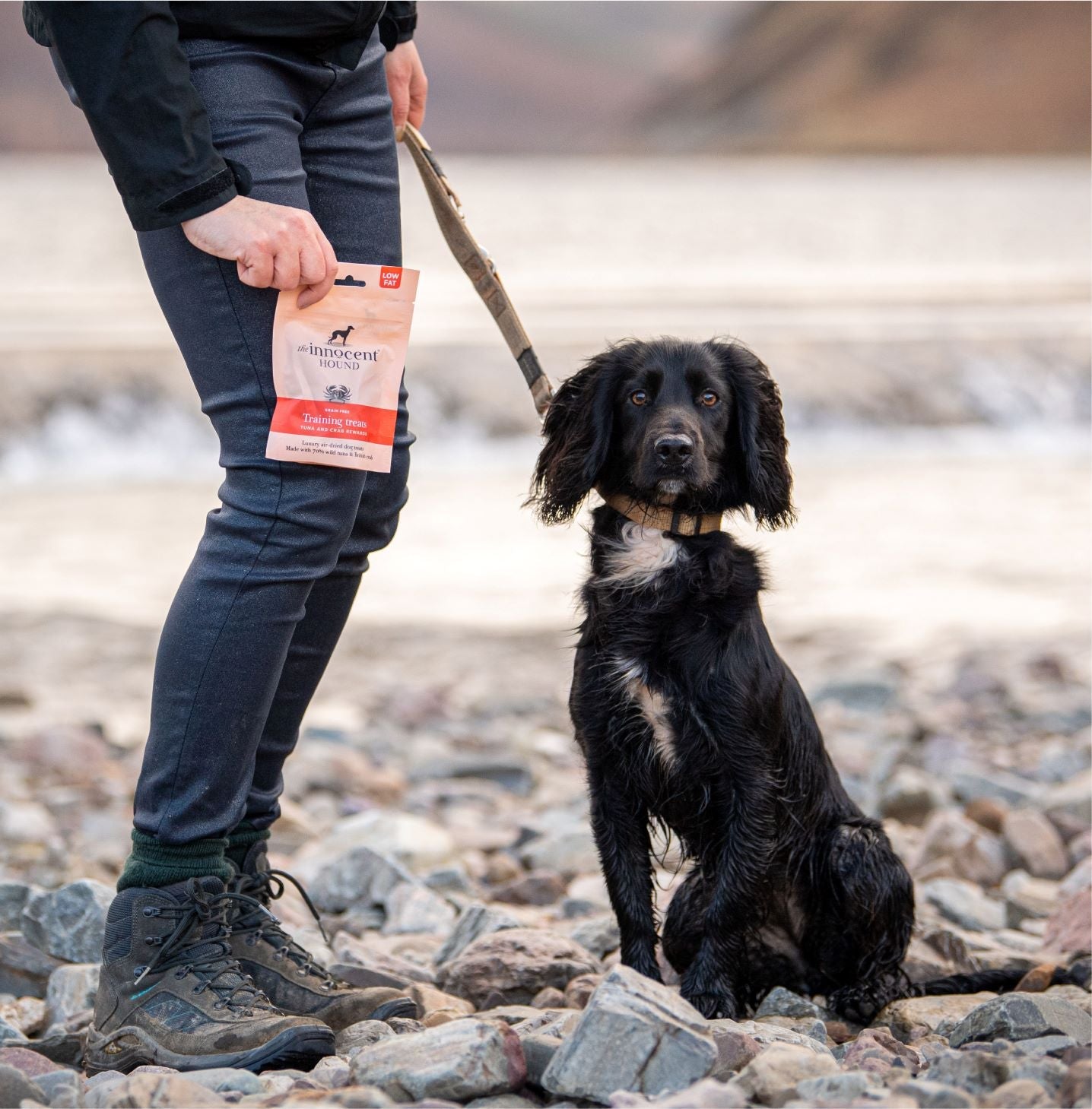 Black spaniel with Innocent Hound low fat tuna and crab reward dog treats on the beach 
