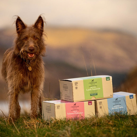 Happy dog with The Innocent Hound air-dried healthy balanced dog food outdoors 