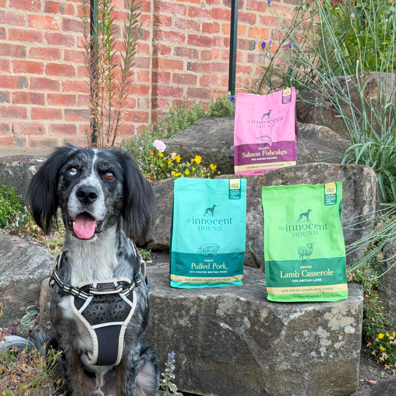 air dried dog food