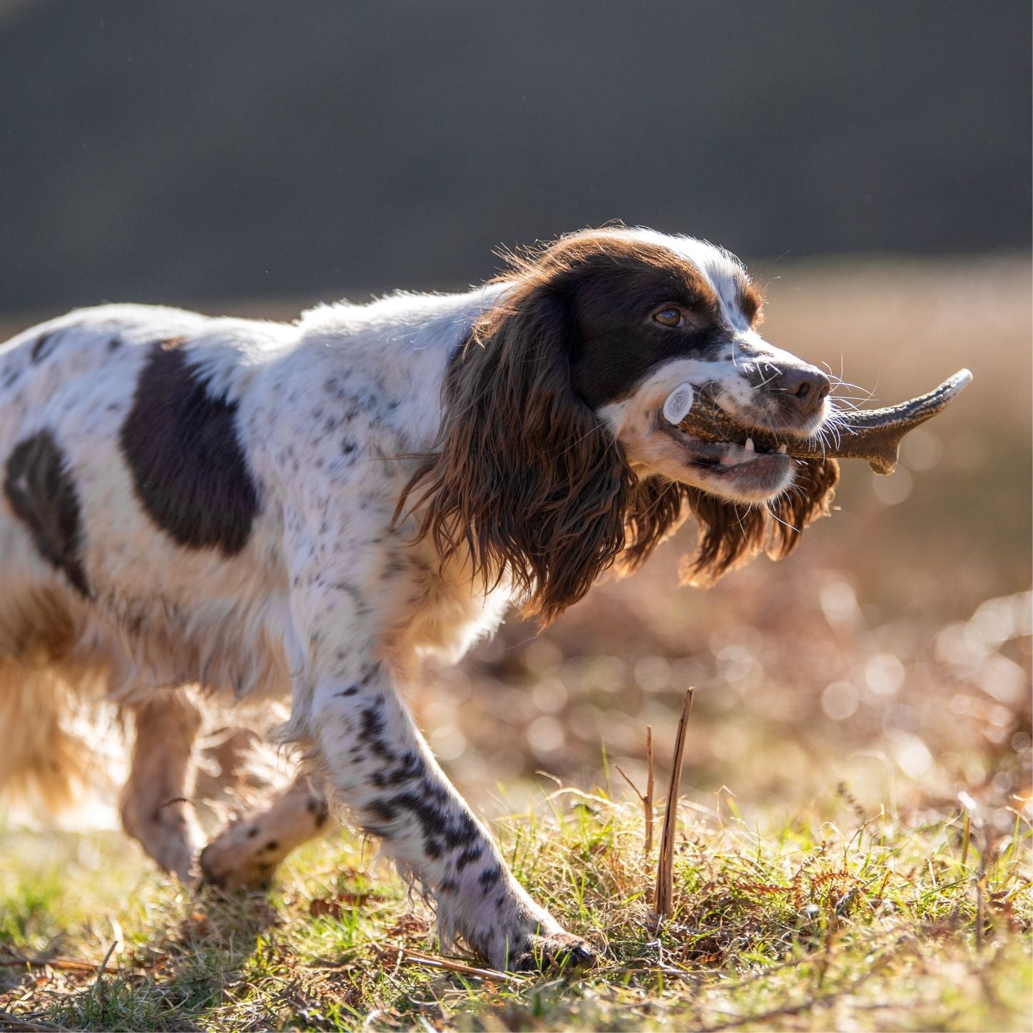English spaniel running and playing with Innocent Hound 100% natural antler long lasting chew from Scottish highlands