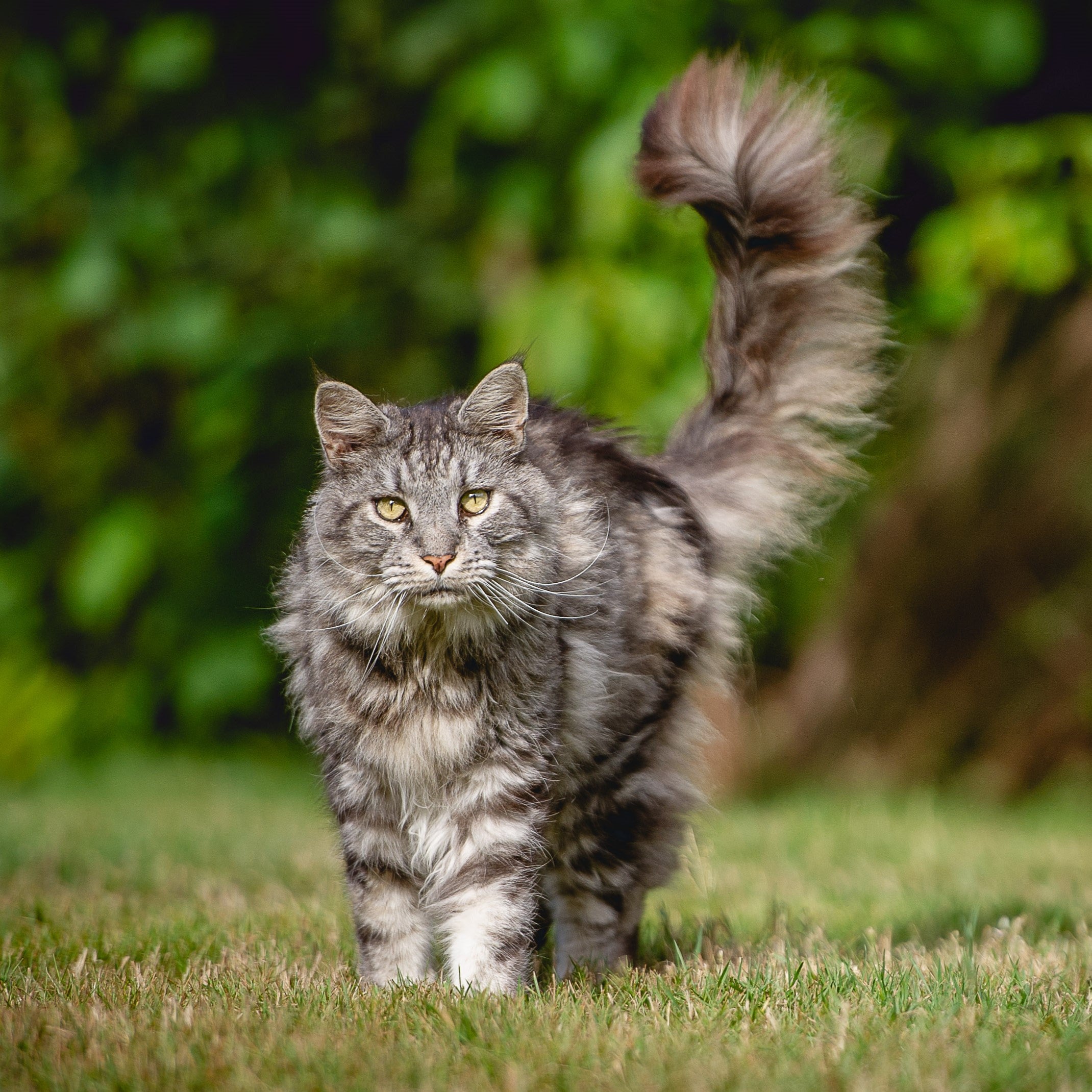 The Innocent Cat