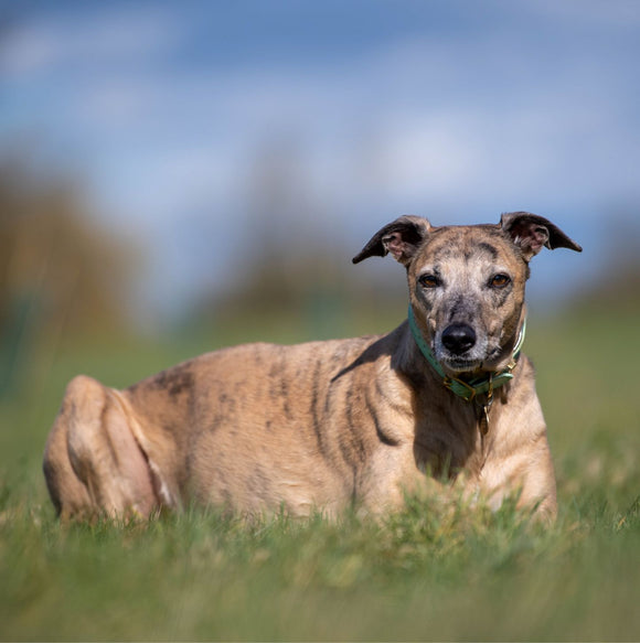 Innocent Hound Mash he lurcher x greyhound enjoying the sun on a dog walk