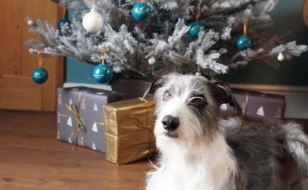 The Innocent Hound Christmas Collection for Dogs 2023