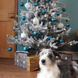The Innocent Hound Christmas Collection for Dogs 2023