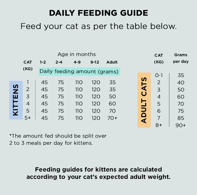 How Much To When Do I Start Feeding My Kitten Cat Food Per Day How