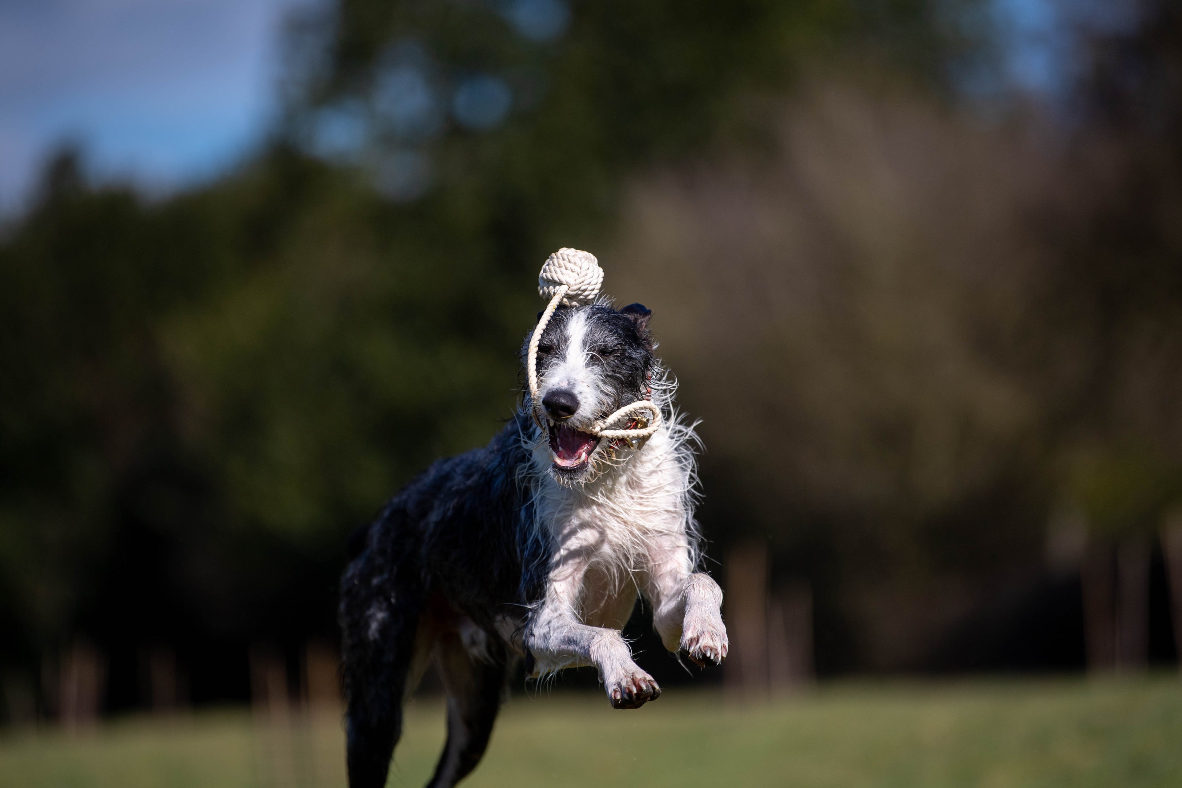 Rope Ball Toy