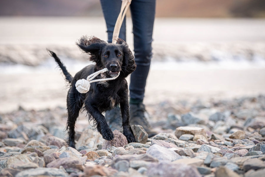 Rope Ball Toy