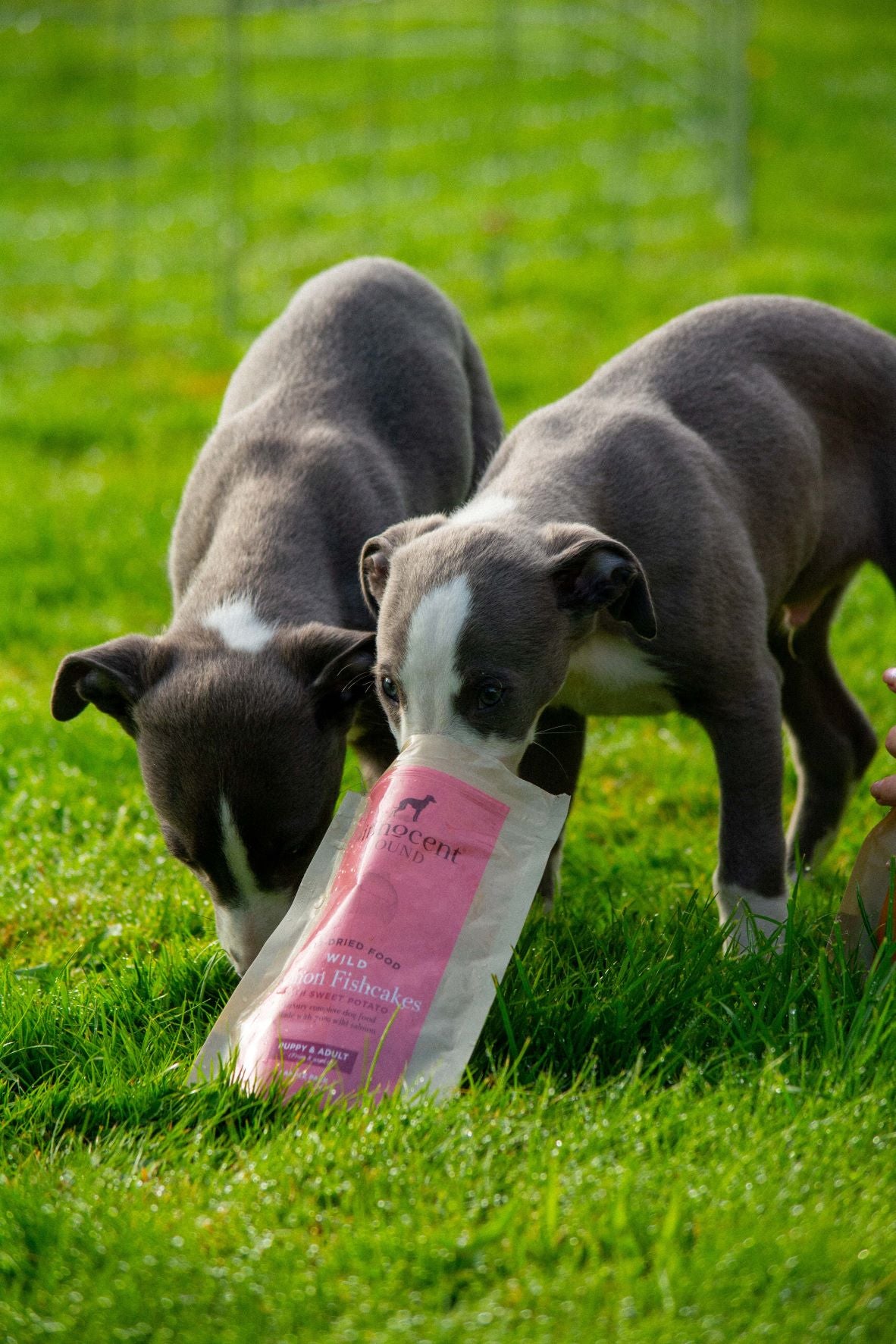 Air-Dried Dog Food - Sample Pack